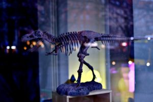6 Actionable Tips To Help Your Dinosaur Theme Park Attract More Visitors