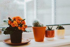 photo-of-indoor-plants-1982095