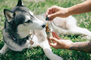 why cbd is good for dogs