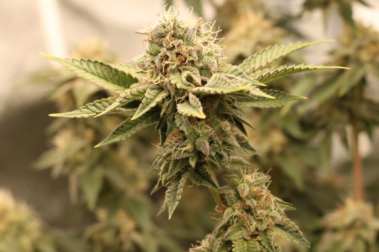 Shiatsu Kush