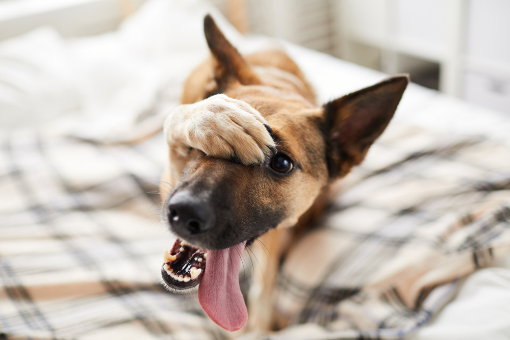Training your dog at home with BarxBuddy dog training device