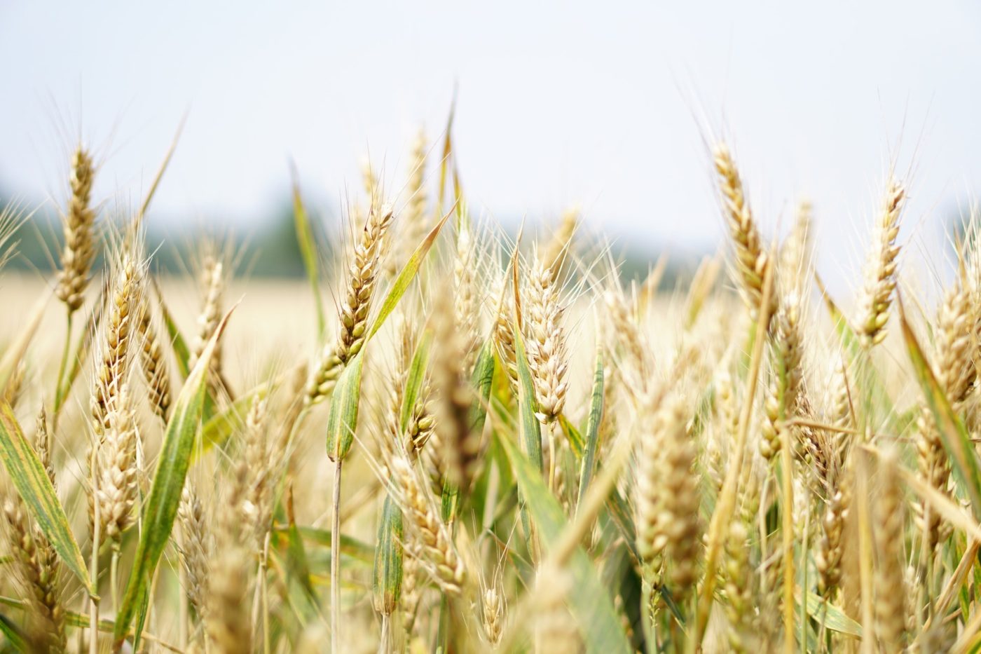 4 Innovative Ways to Increase Efficiency at a Grain Farm