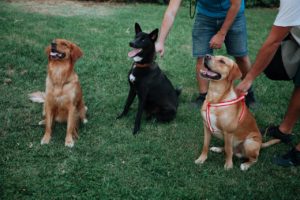 trained-dogs-2021-08-30-04-49-01-utc