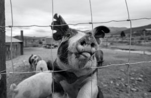 4 Warning Signs That Animal Fencing Needs to Be Repaired