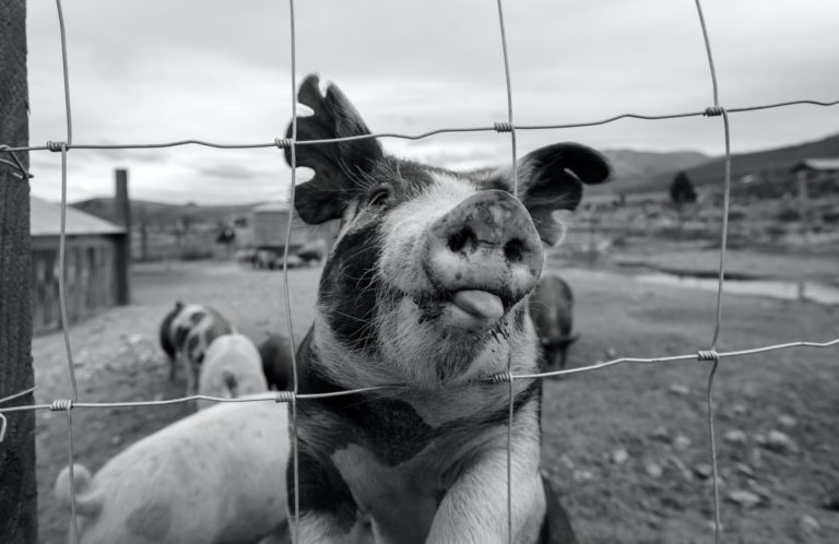 4 Warning Signs That Animal Fencing Needs to Be Repaired