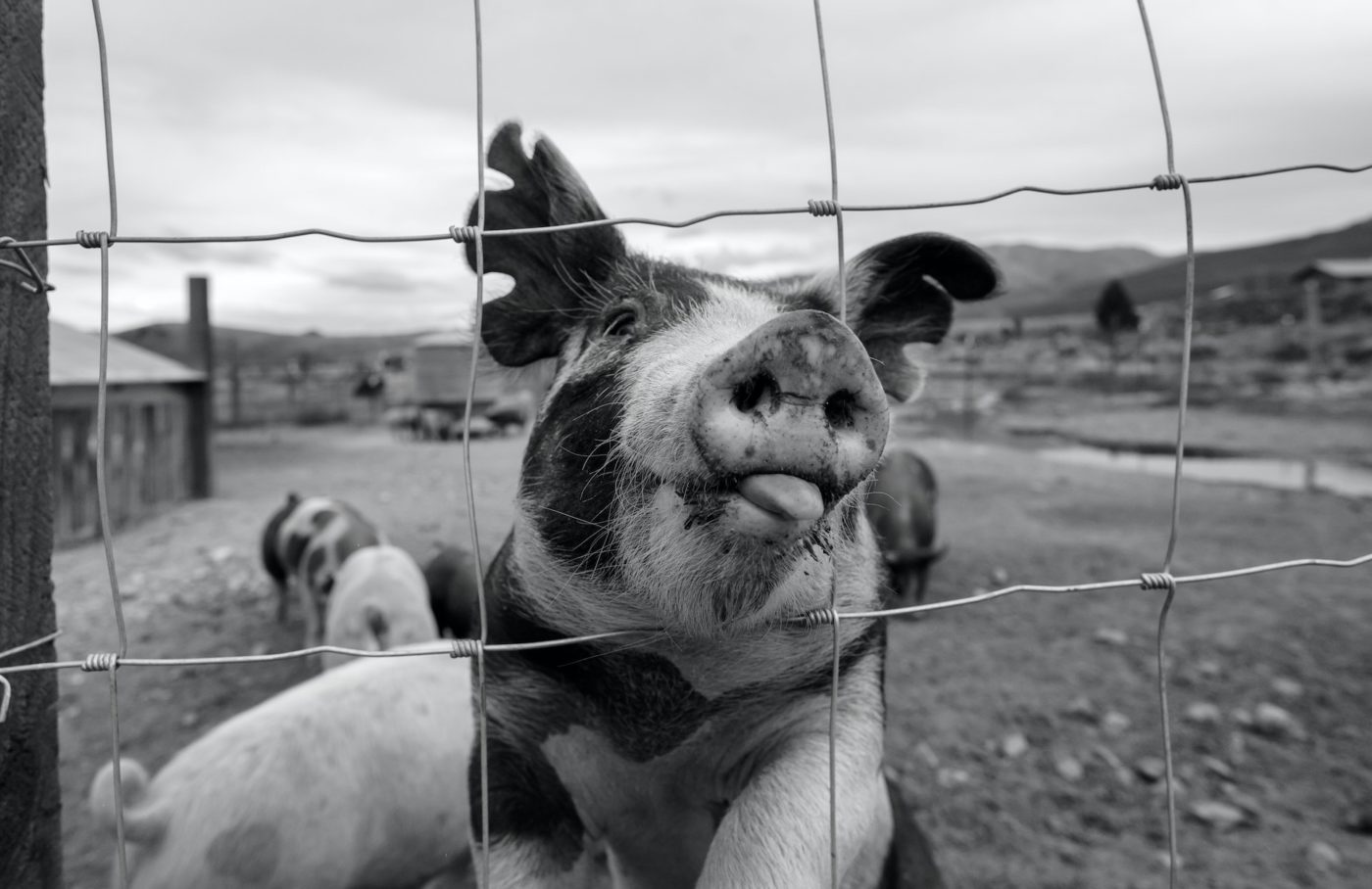 4 Warning Signs That Animal Fencing Needs to Be Repaired