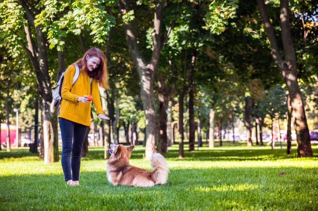 Should You Send Your Dog to Boot Camp?