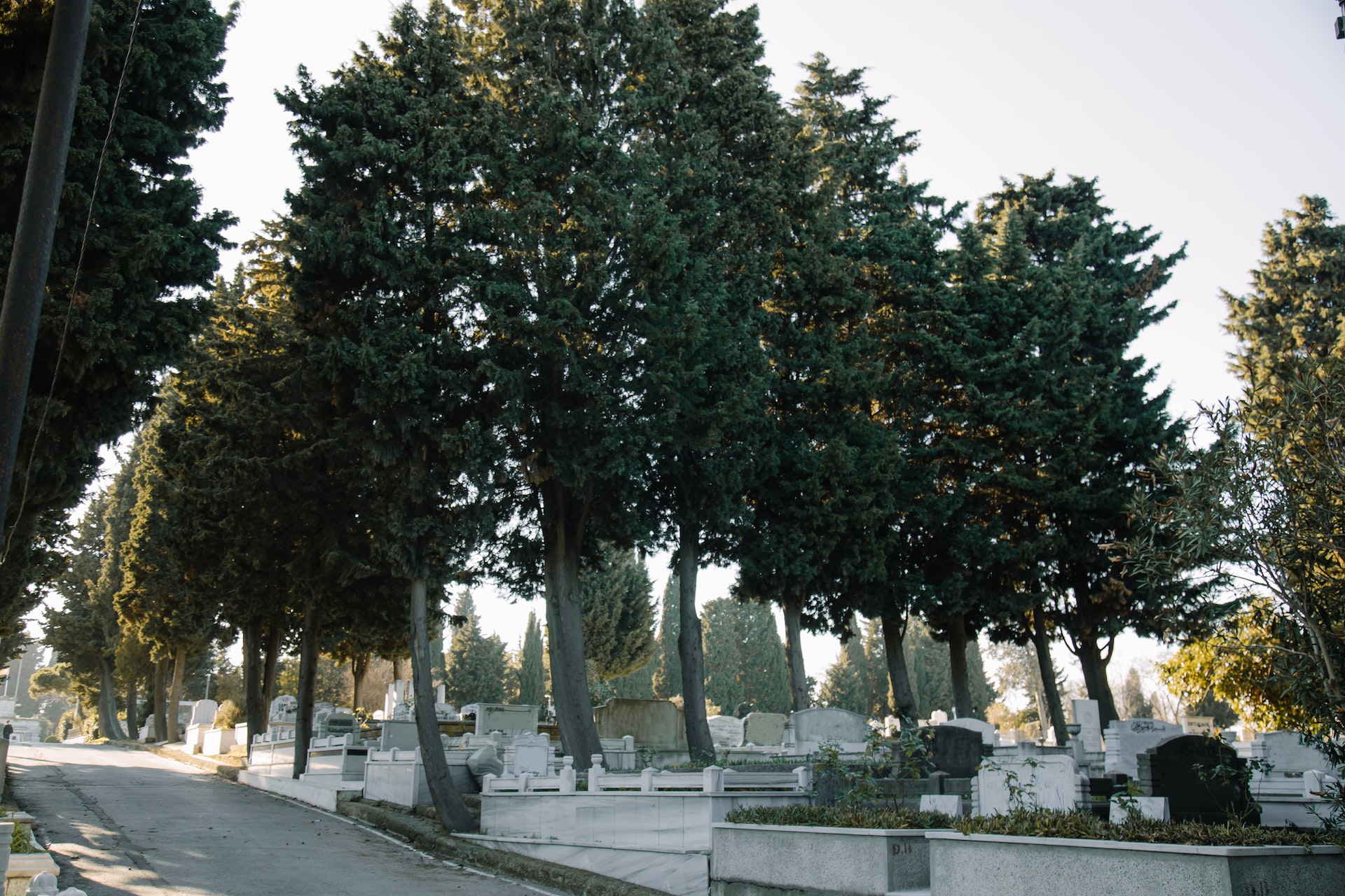 5 Important Reasons to Remove Dead Trees Before Winter