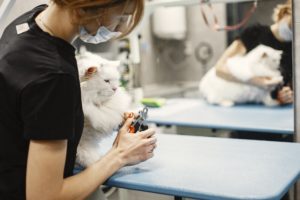 7 Signs That Your Cat Needs to See a Vet Immediately