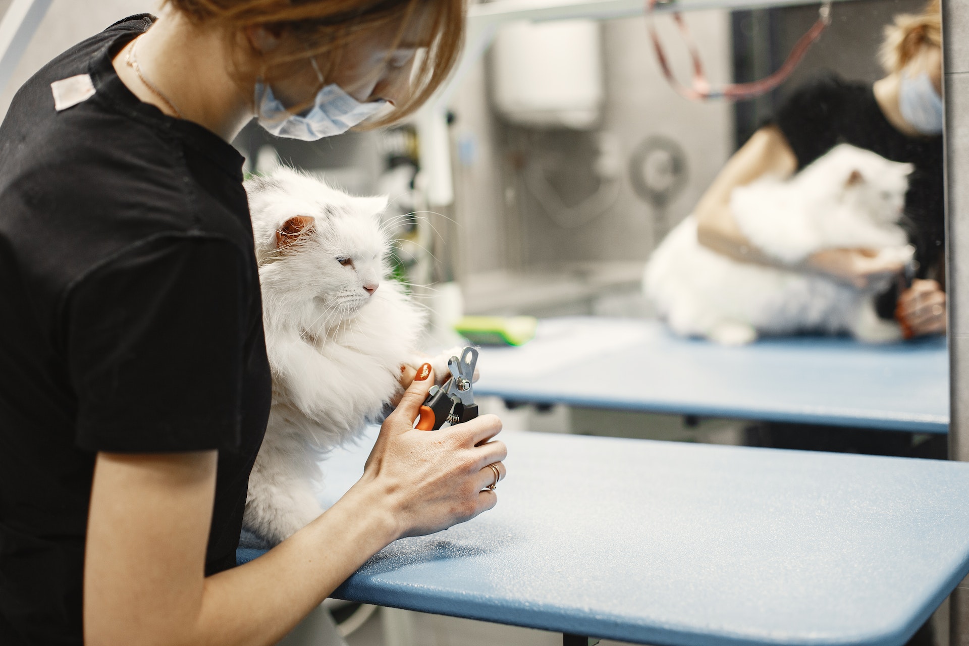 7 Signs That Your Cat Needs to See a Vet Immediately