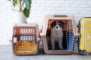 How to Move With Pets: 7 Tips for a Smooth Transition