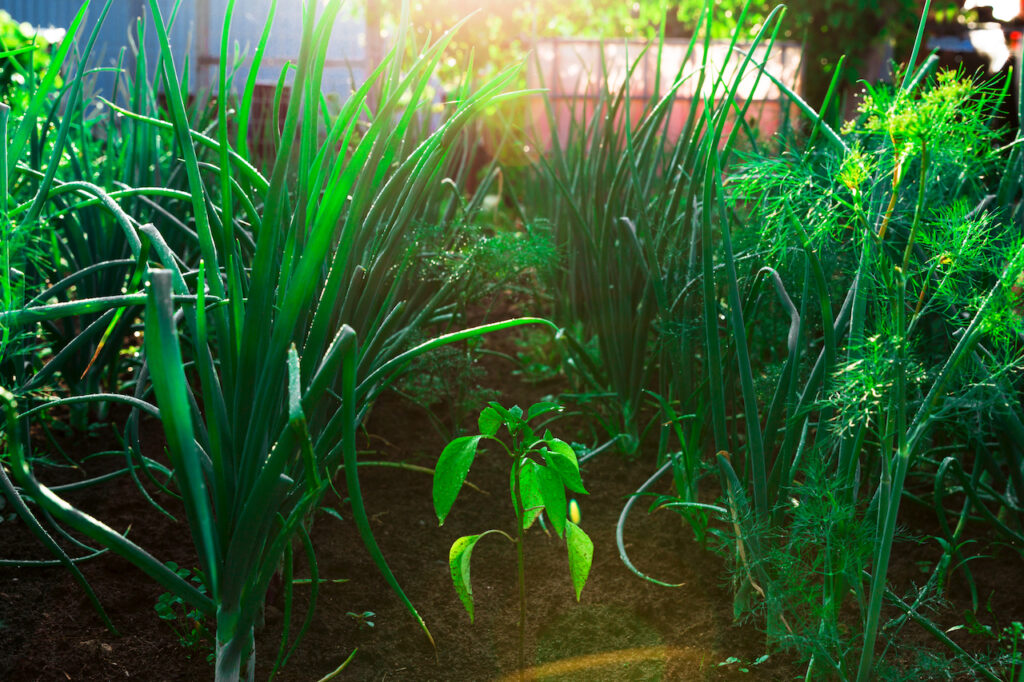 How to Keep Weeds at Bay This Summer in Georgia