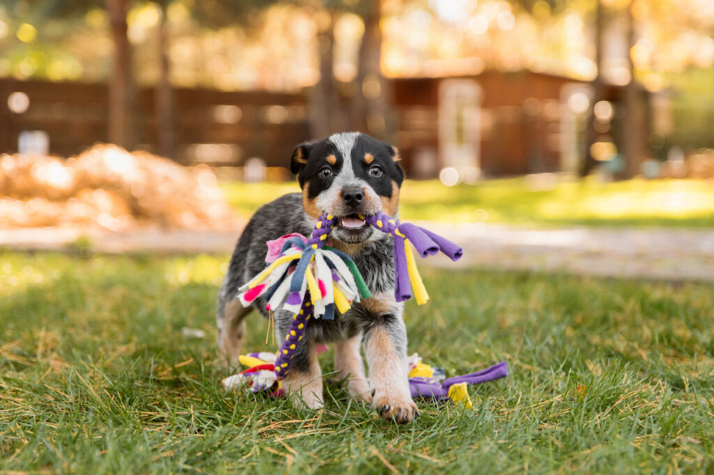 How To Maximize Closet Space for Pet Storage