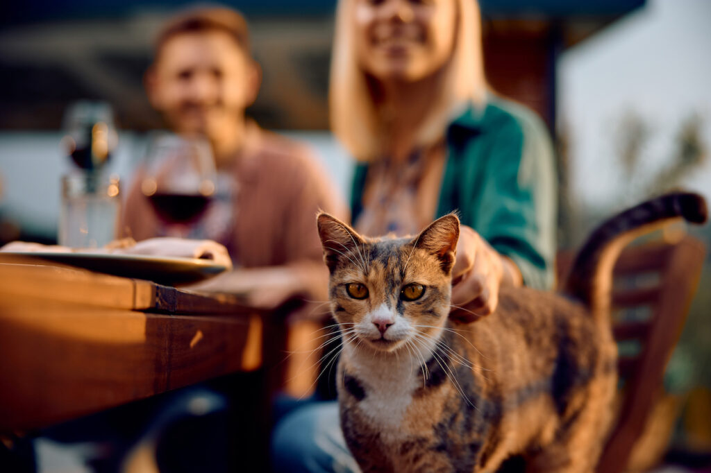 Keeping Your Home Clean and Organized with Pet Storage Solutions