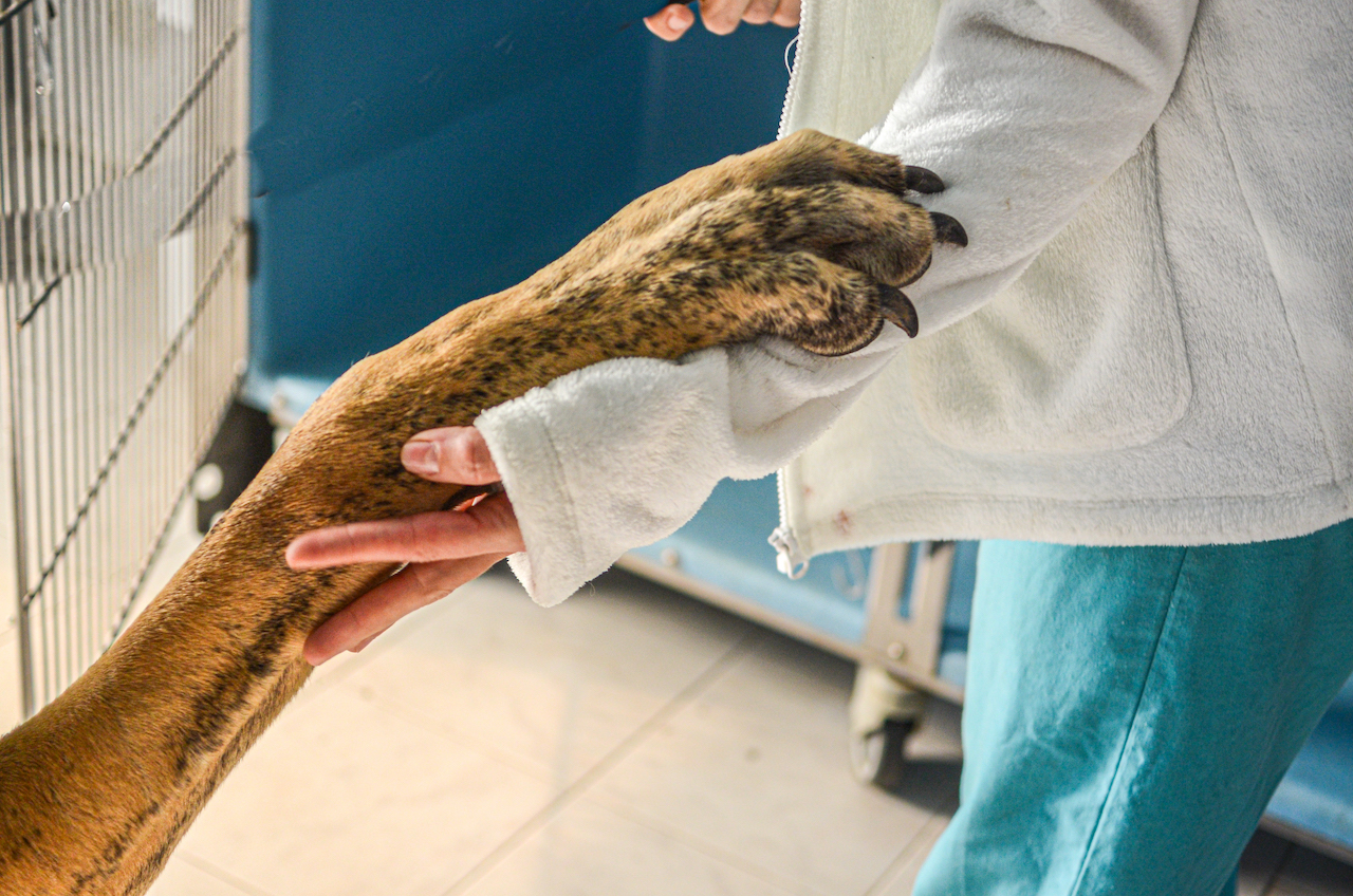 5 Signs Your Dog Might Be in Pain (And What to Do)